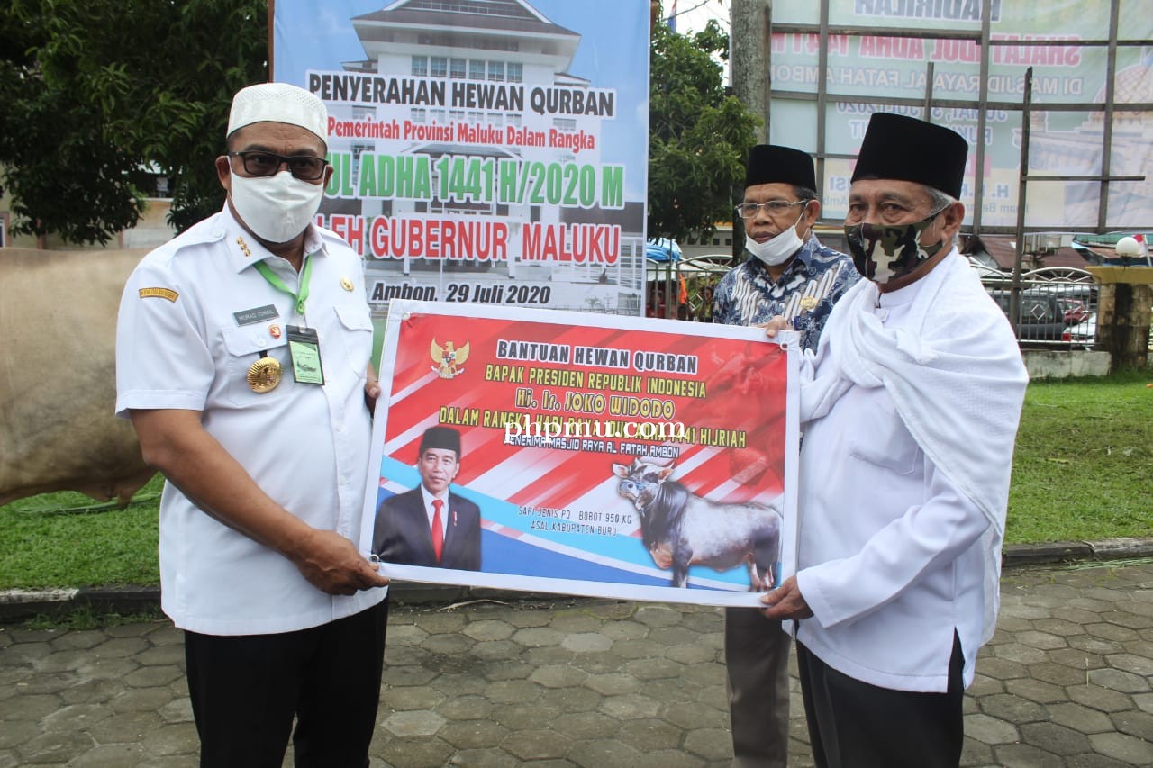 Gubernur Murad Serahkan Sapi Kurban Bantuan Presiden Jokowi