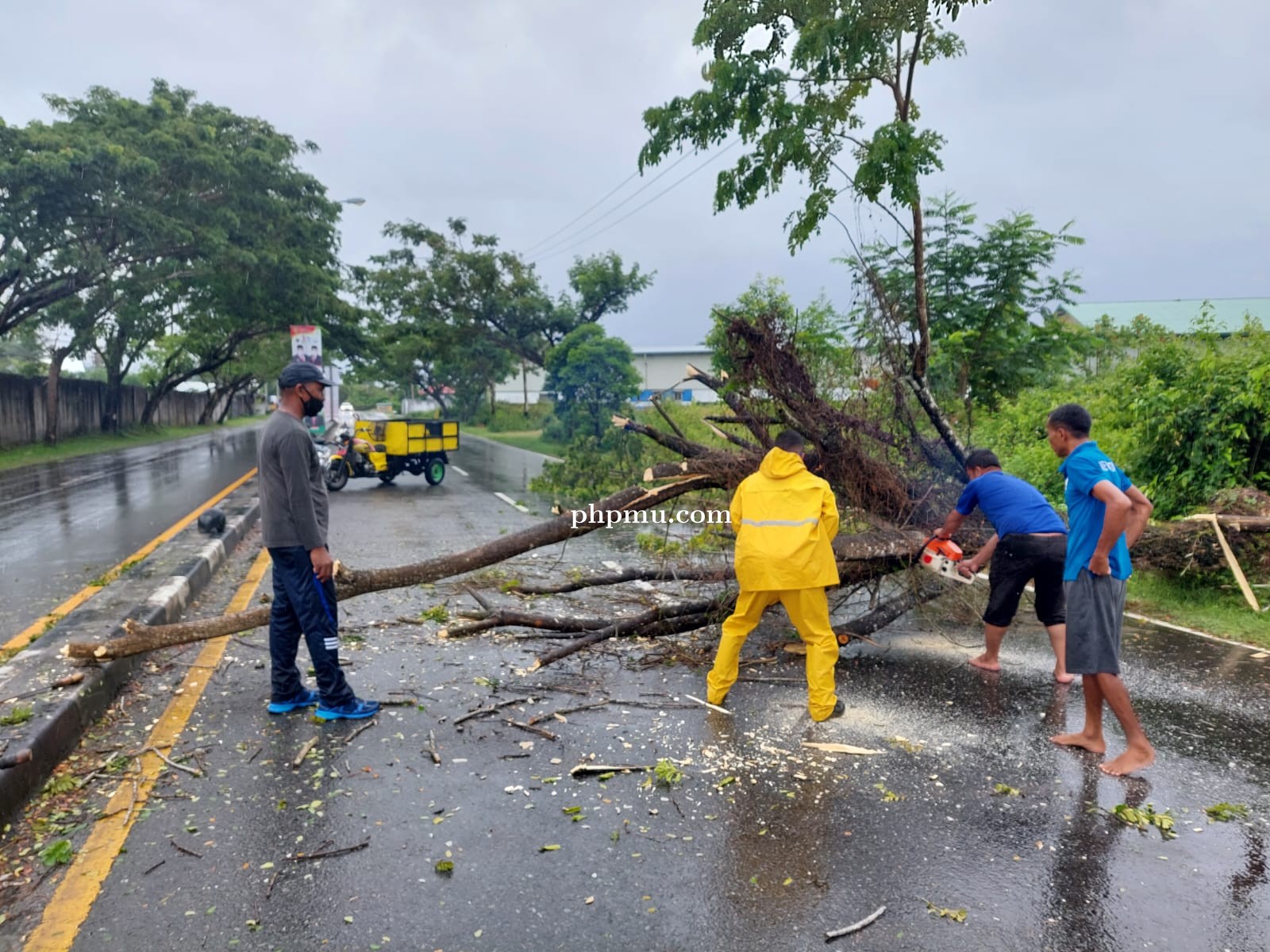Pohon Tumbang Di Jenderal Sudirman Dan Riang  Dua Pengendara Sepeda Motor Luka-Luka